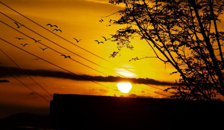 Radar Networks Reveal Bird Migration in Real Time A flock of birds in flight at sunset